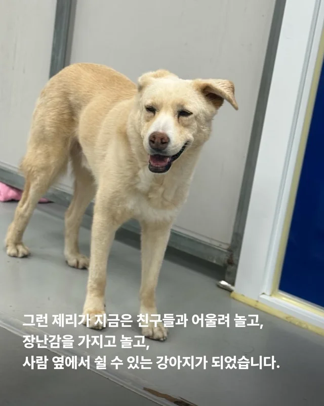 이 개의 ㅇㅇㅇ을 보기까지 7년이 걸렸습니다 현장 사진