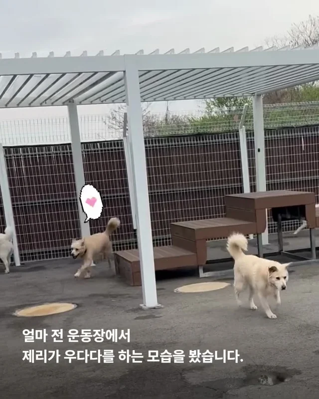 이 개의 ㅇㅇㅇ을 보기까지 7년이 걸렸습니다 현장 사진