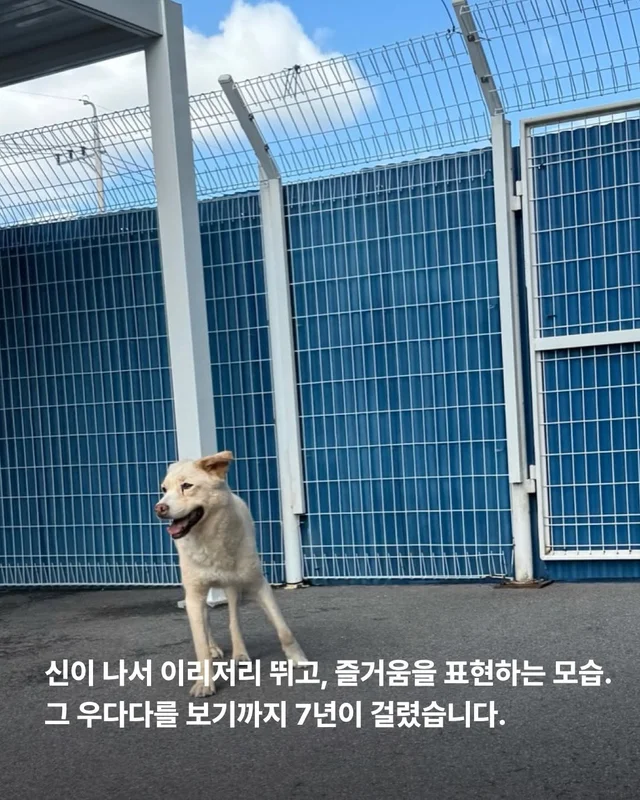 이 개의 ㅇㅇㅇ을 보기까지 7년이 걸렸습니다 현장 사진