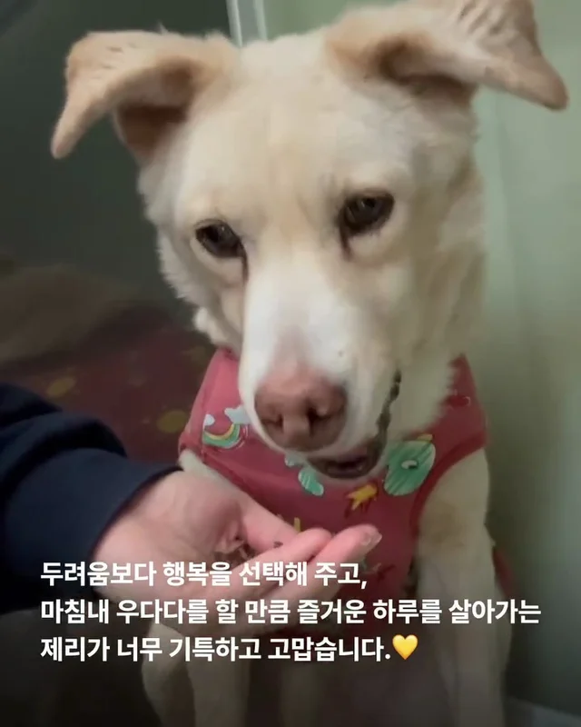 이 개의 ㅇㅇㅇ을 보기까지 7년이 걸렸습니다 현장 사진