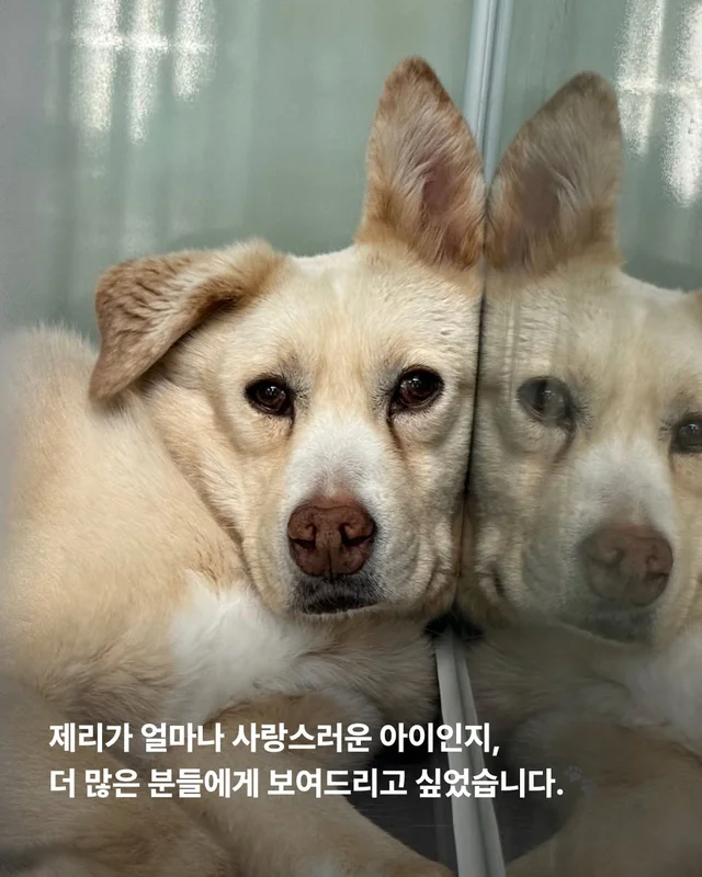 이 개의 ㅇㅇㅇ을 보기까지 7년이 걸렸습니다 현장 사진