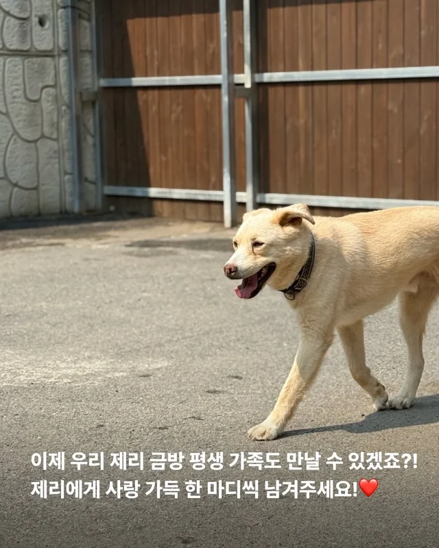 이 개의 ㅇㅇㅇ을 보기까지 7년이 걸렸습니다 현장 사진