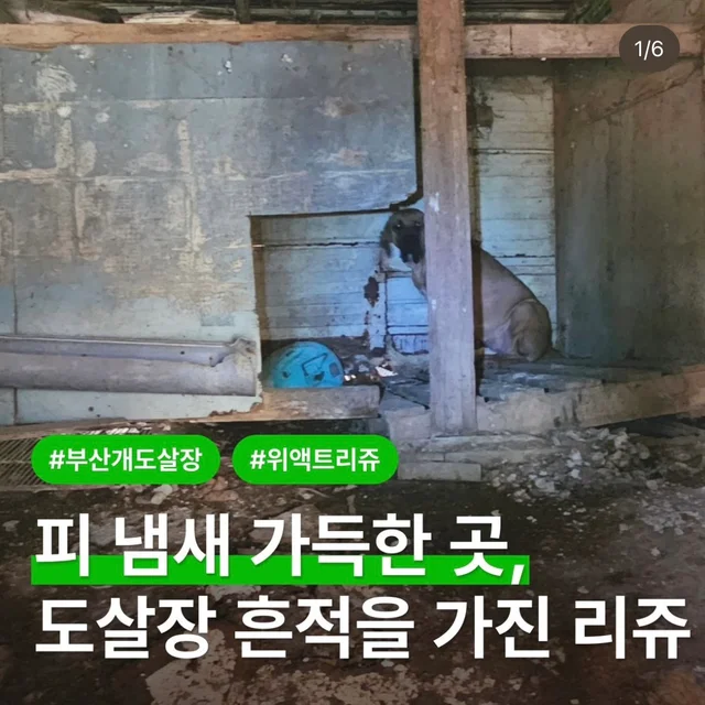 피 냄새 가득한 곳, 도살장 흔적을 가진 리쥬 현장 사진