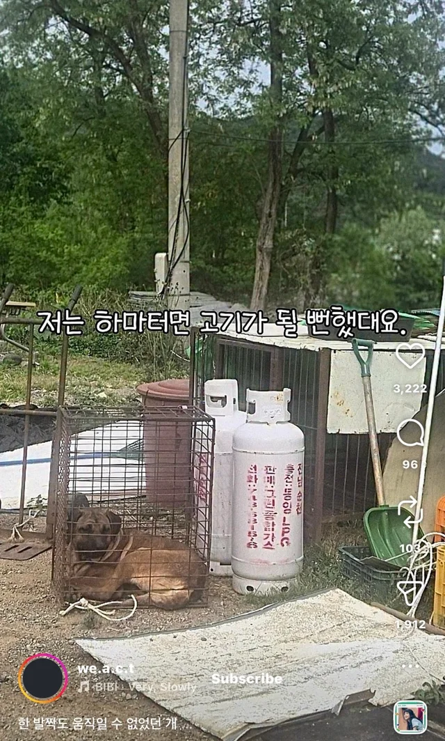 한 발짝도 움직일 수 없던 개 현장 사진