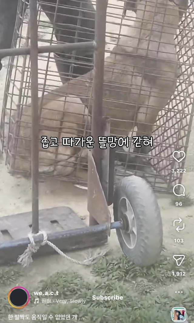 한 발짝도 움직일 수 없던 개 현장 사진