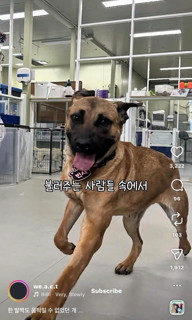 한 발짝도 움직일 수 없던 개 현장 사진