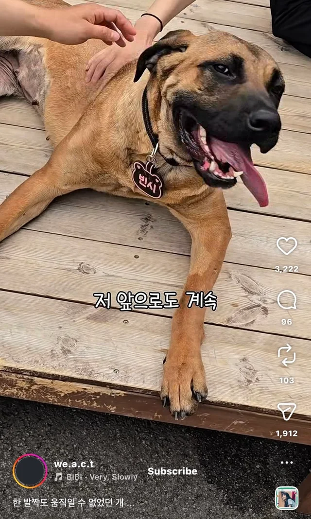 한 발짝도 움직일 수 없던 개 현장 사진