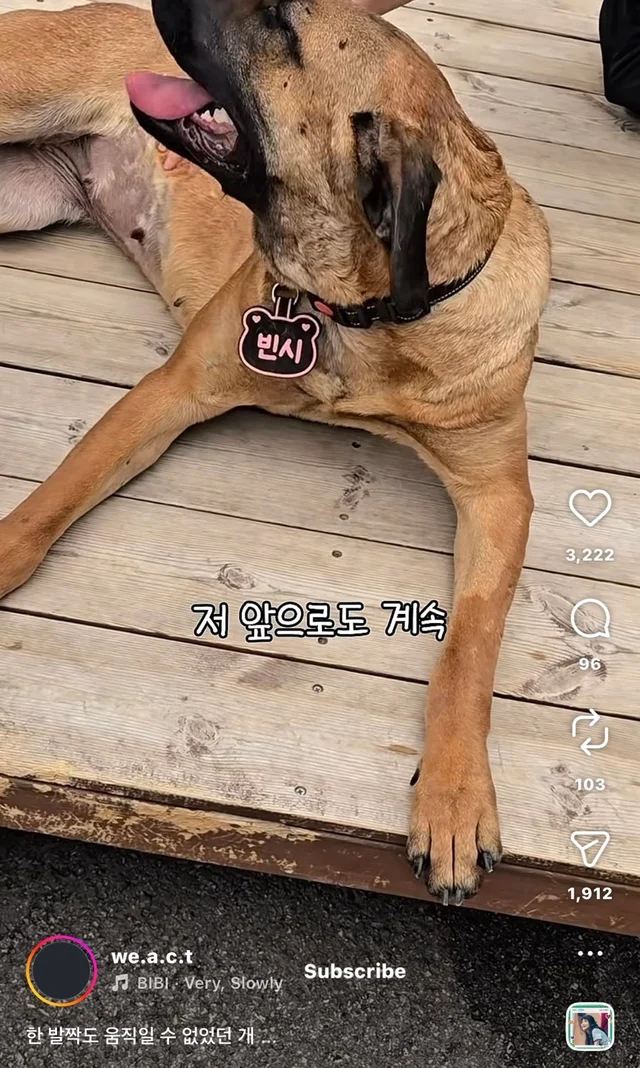 한 발짝도 움직일 수 없던 개 현장 사진