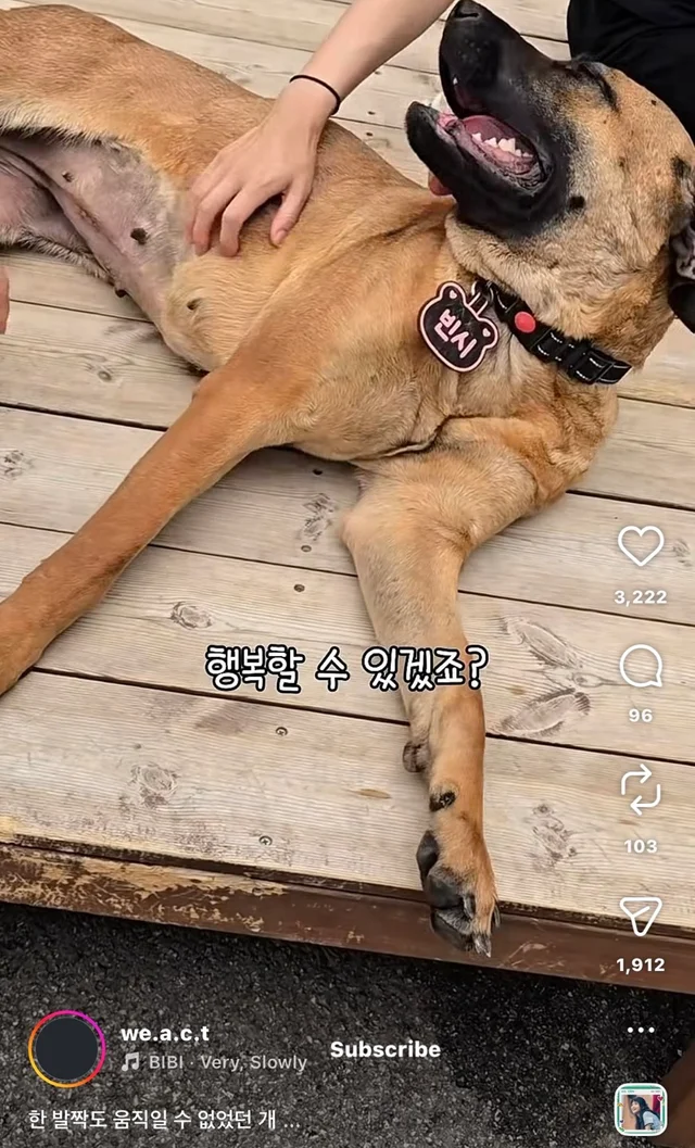 한 발짝도 움직일 수 없던 개 현장 사진