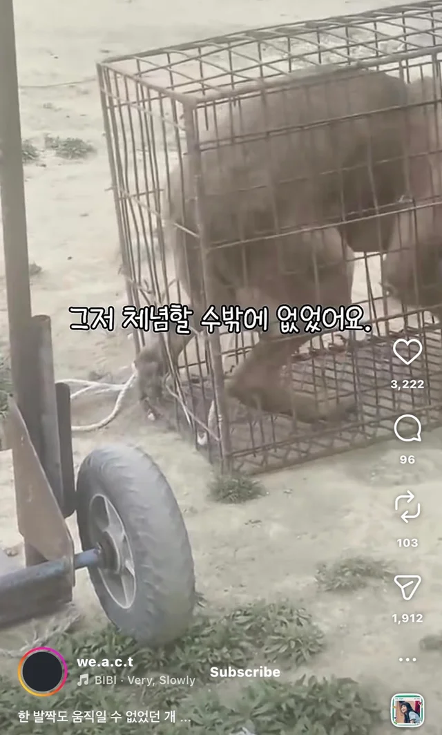 한 발짝도 움직일 수 없던 개 현장 사진