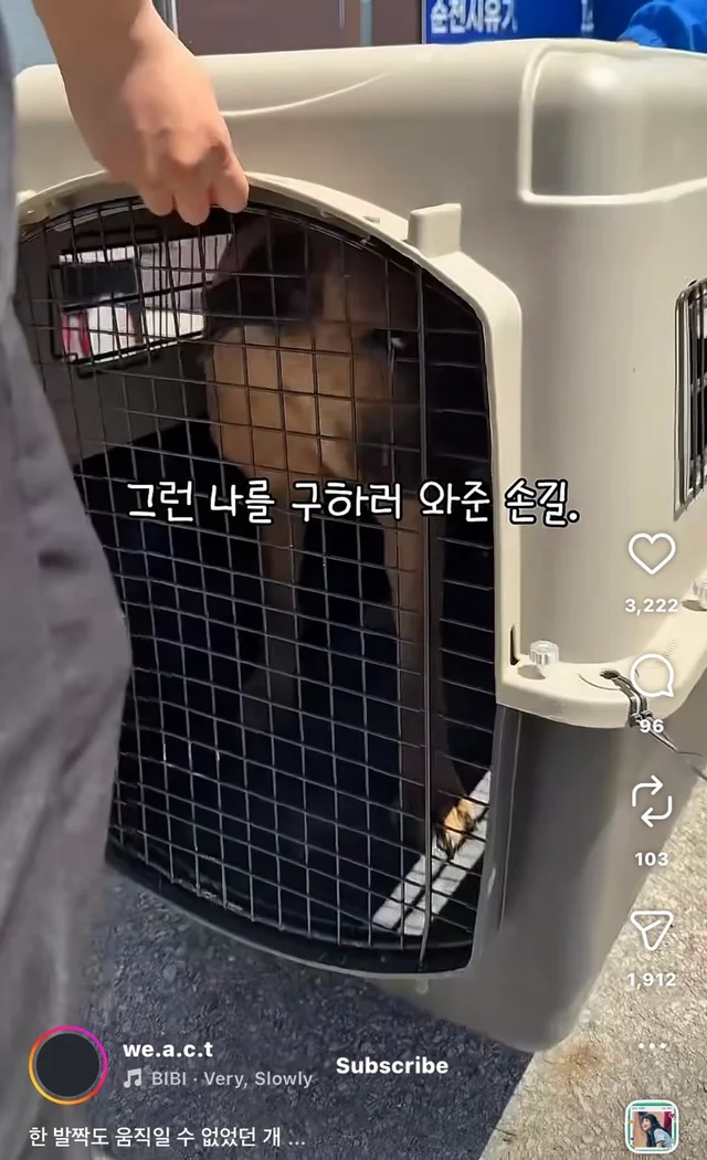 한 발짝도 움직일 수 없던 개 현장 사진