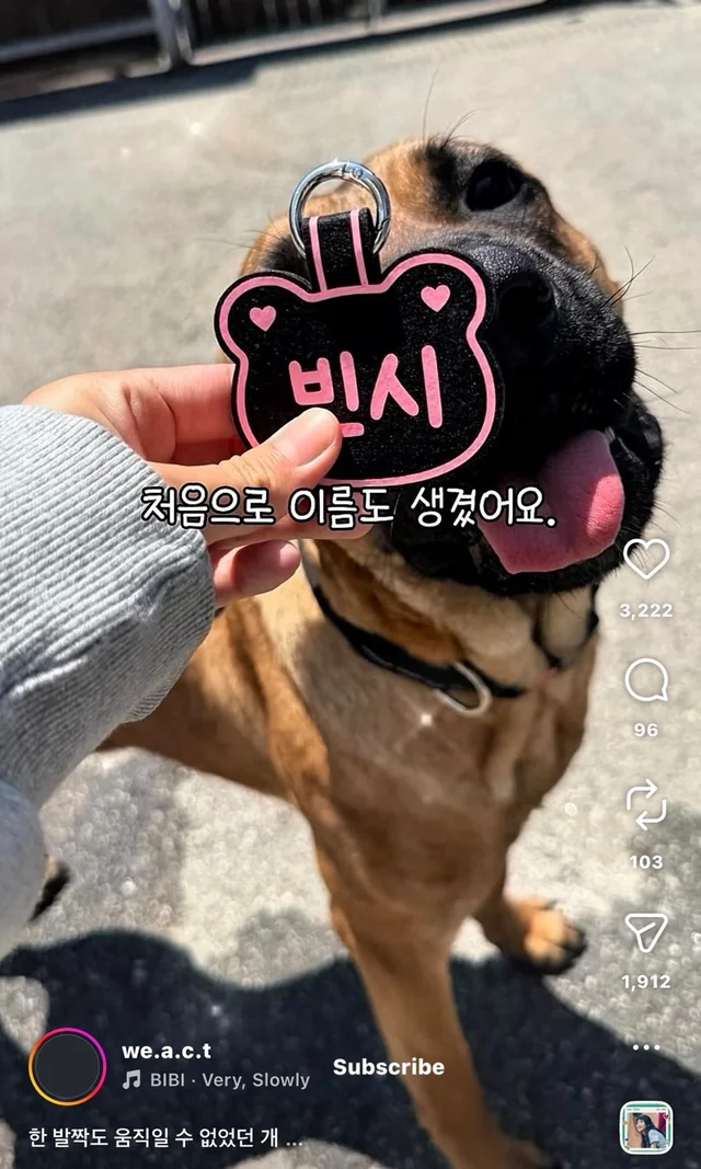 한 발짝도 움직일 수 없던 개 현장 사진