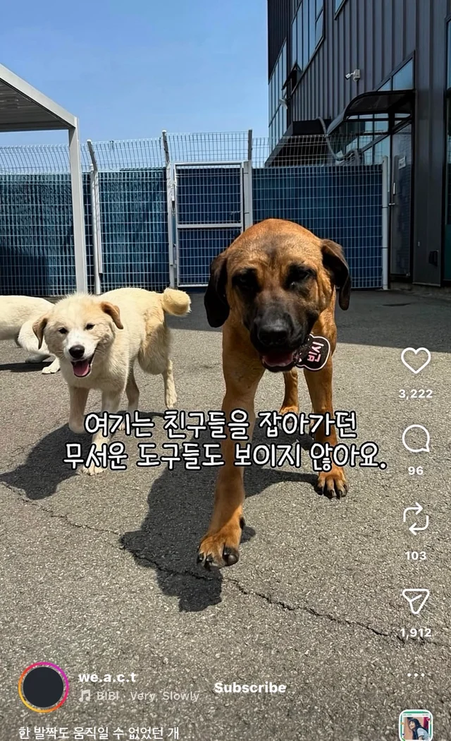 한 발짝도 움직일 수 없던 개 현장 사진