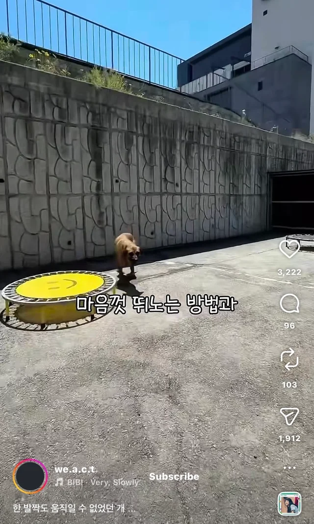 한 발짝도 움직일 수 없던 개 현장 사진
