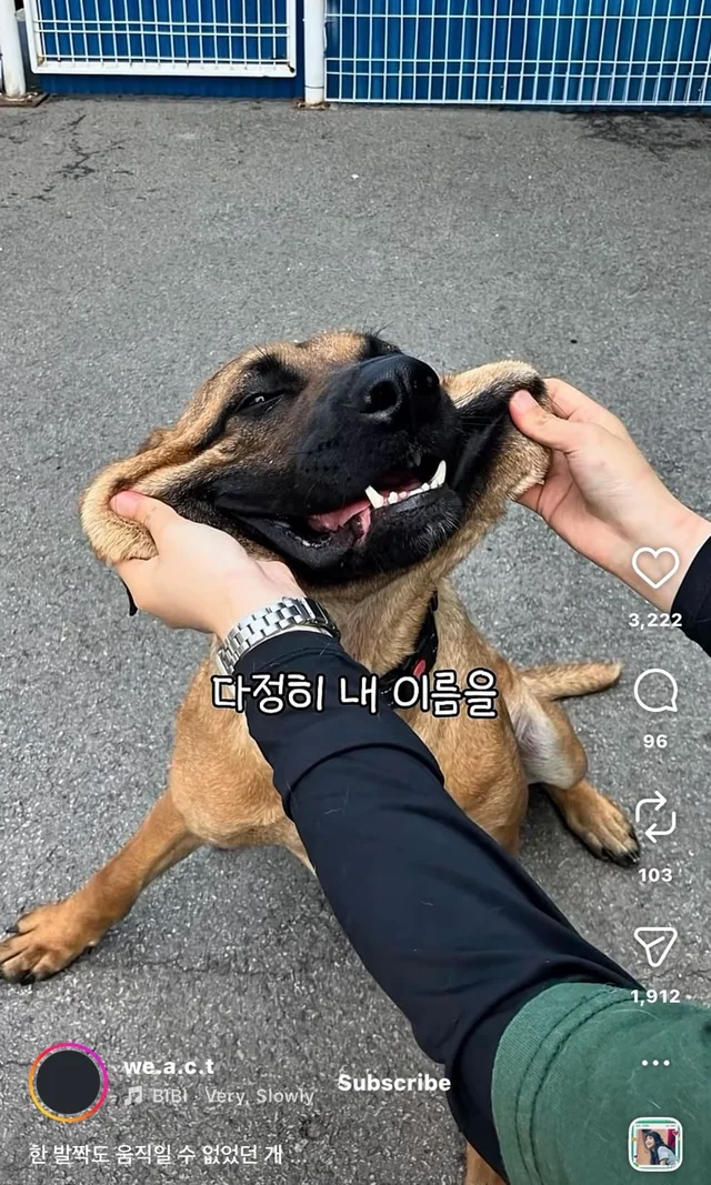 한 발짝도 움직일 수 없던 개 현장 사진
