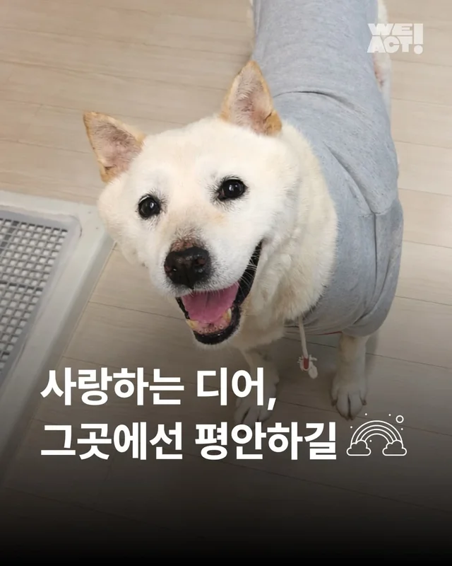 사랑하는 디어, 그 곳에선 평안하길 ... 현장 사진