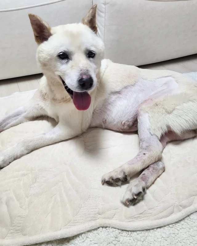 사랑하는 디어, 그 곳에선 평안하길 ... 현장 사진