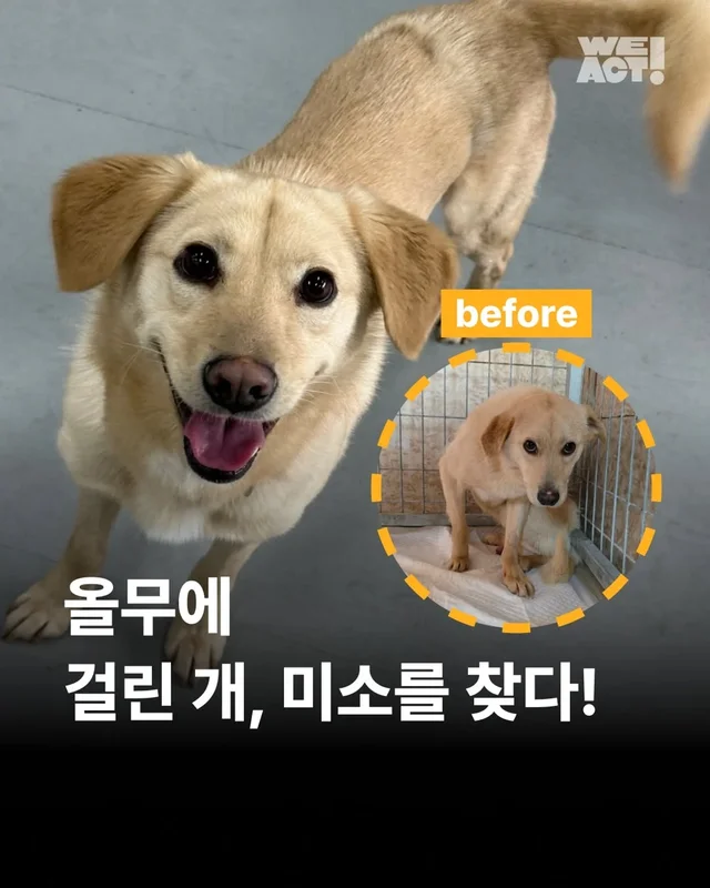 올무에 걸린 개, 미소를 찾다 #위액트챈스 현장 사진