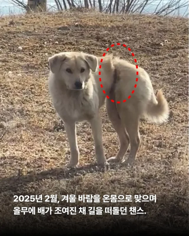 올무에 걸린 개, 미소를 찾다 #위액트챈스 현장 사진