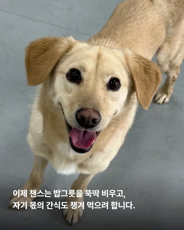 올무에 걸린 개, 미소를 찾다 #위액트챈스 현장 사진