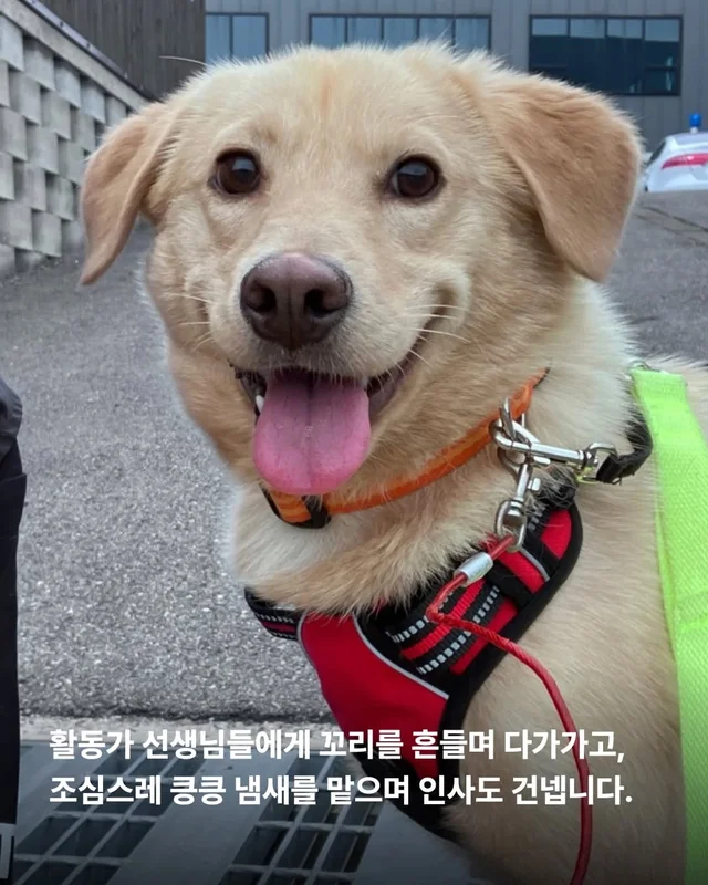 올무에 걸린 개, 미소를 찾다 #위액트챈스 현장 사진