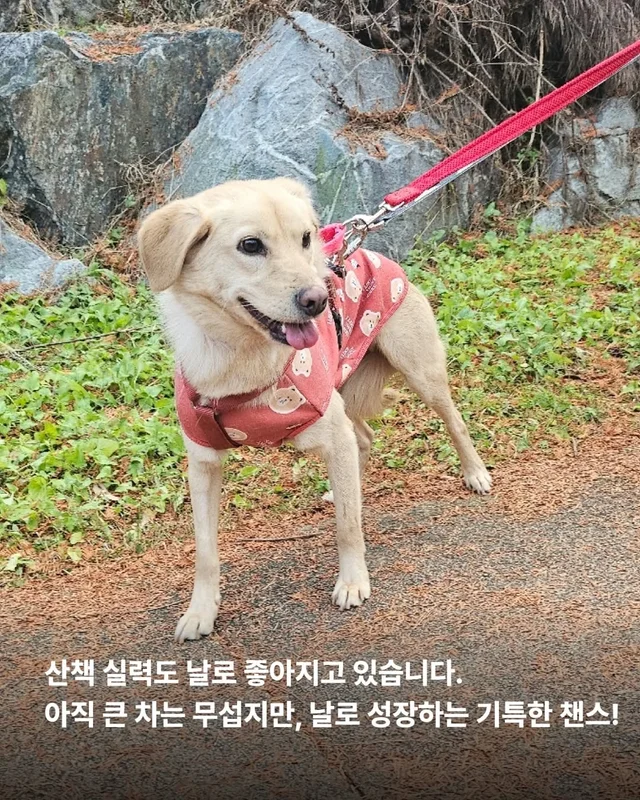 올무에 걸린 개, 미소를 찾다 #위액트챈스 현장 사진