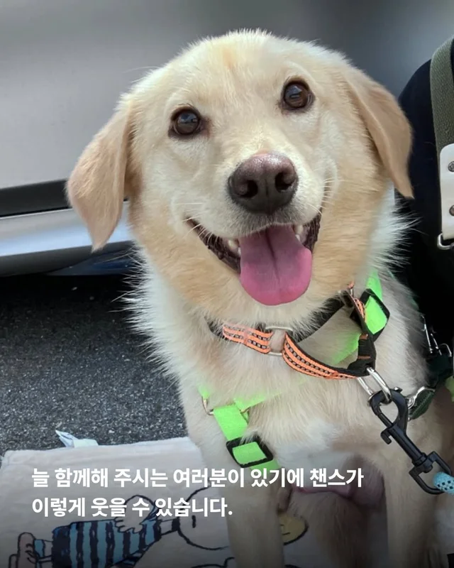 올무에 걸린 개, 미소를 찾다 #위액트챈스 현장 사진