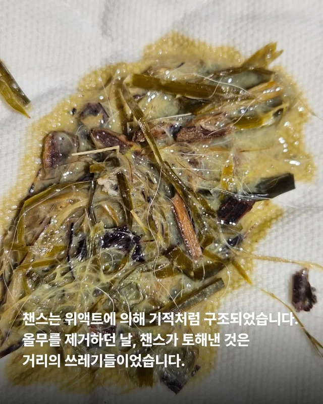 올무에 걸린 개, 미소를 찾다 #위액트챈스 현장 사진