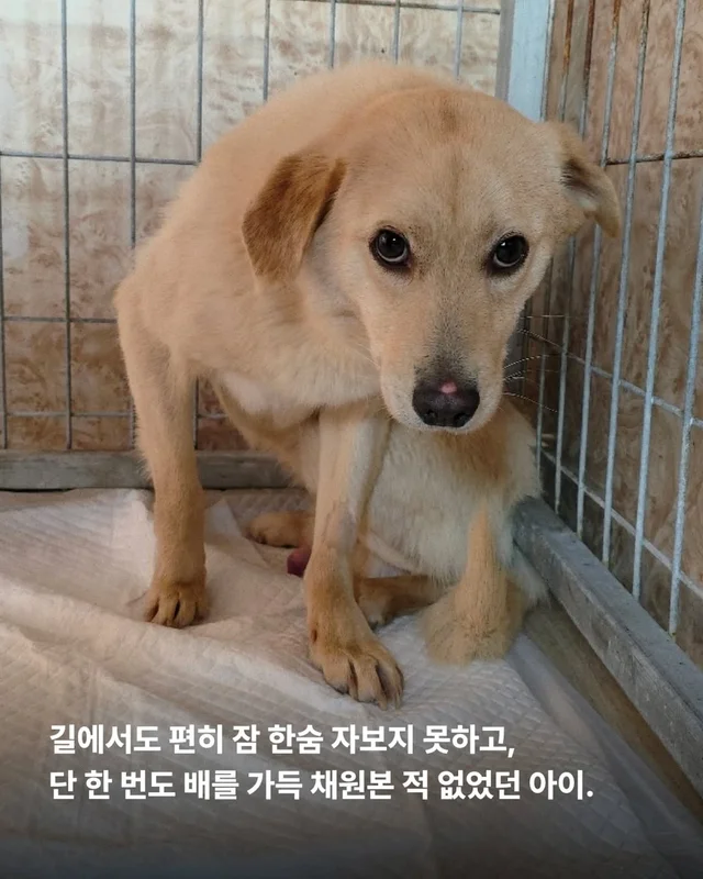 올무에 걸린 개, 미소를 찾다 #위액트챈스 현장 사진