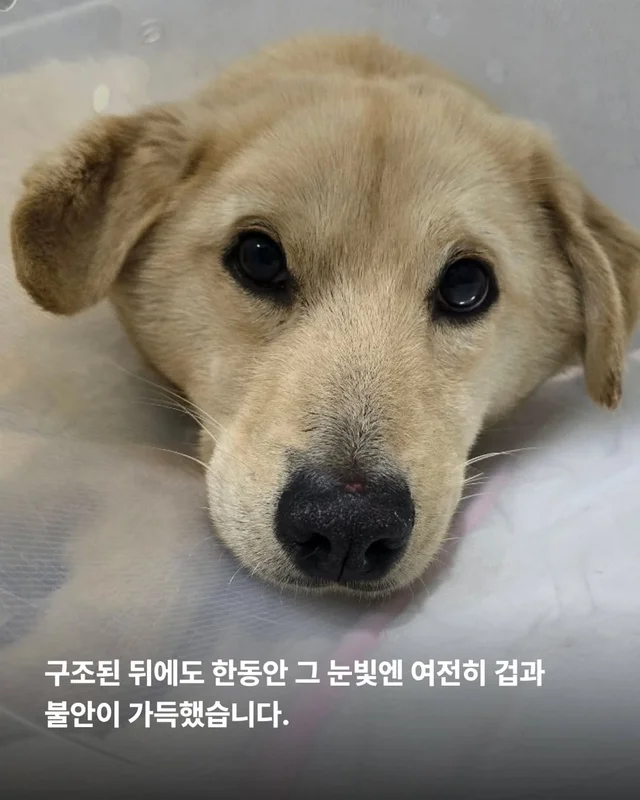 올무에 걸린 개, 미소를 찾다 #위액트챈스 현장 사진