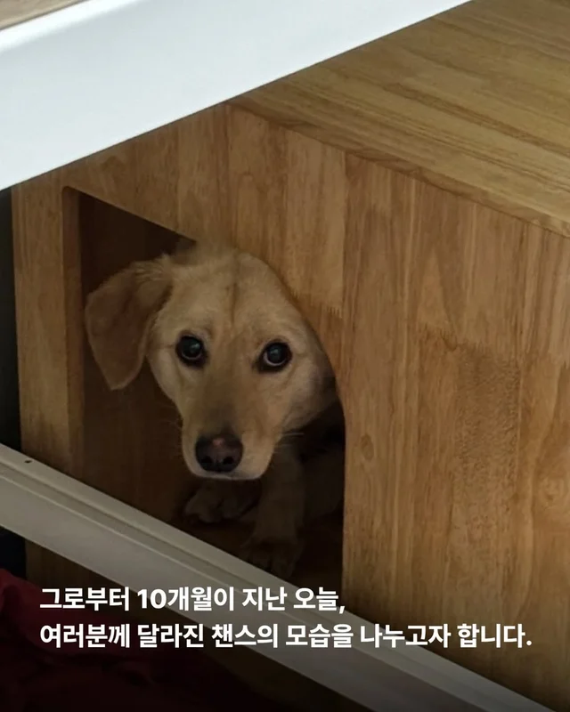 올무에 걸린 개, 미소를 찾다 #위액트챈스 현장 사진