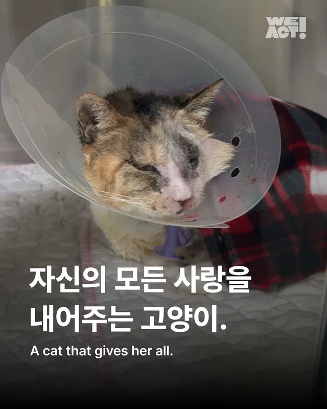 자신의 모든 사랑을 내어주는 고양이 현장 사진