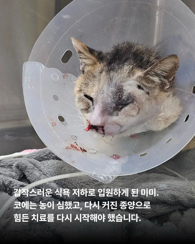 자신의 모든 사랑을 내어주는 고양이 현장 사진