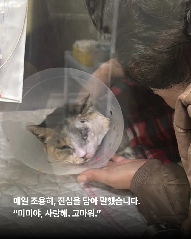 자신의 모든 사랑을 내어주는 고양이 현장 사진