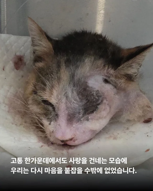 자신의 모든 사랑을 내어주는 고양이 현장 사진