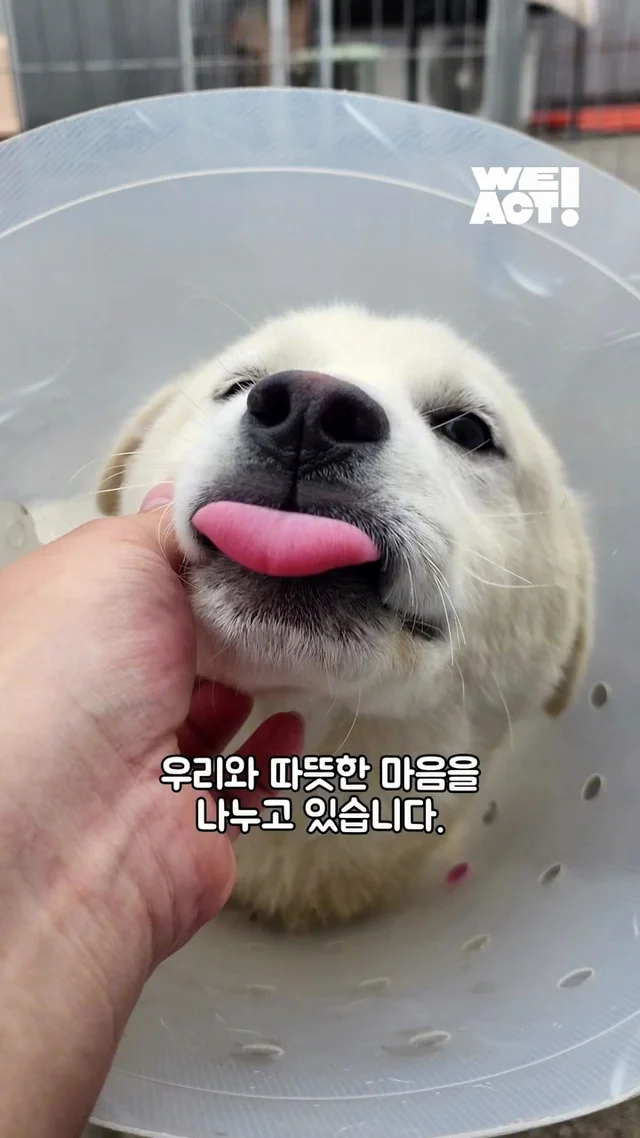 우리는 더이상 개농장 속 개가 아닙니다 현장 사진