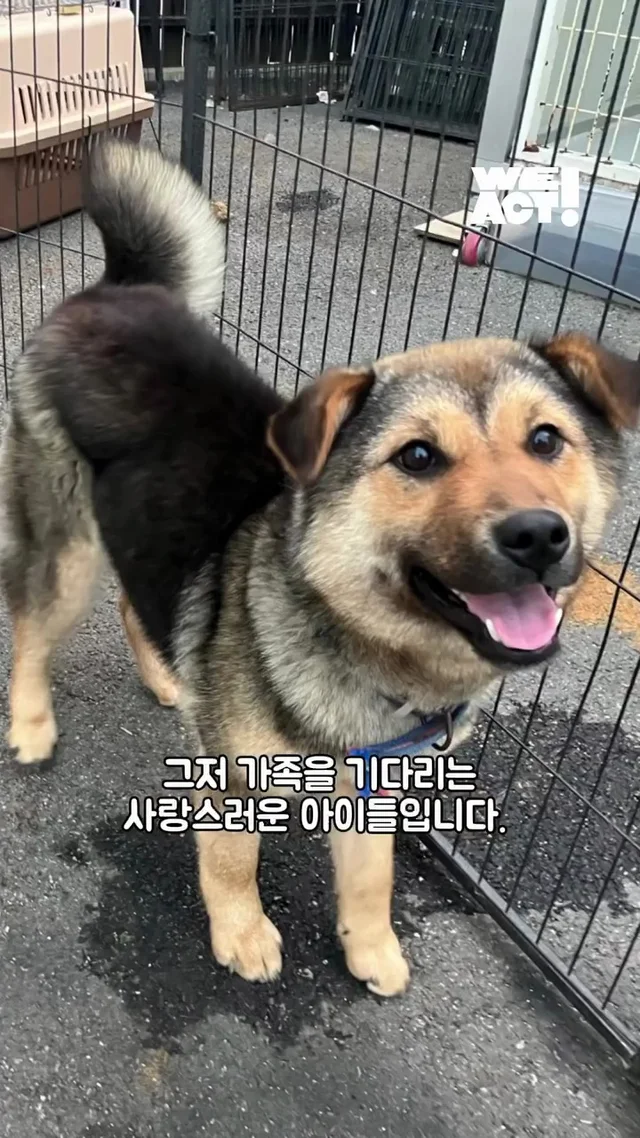 우리는 더이상 개농장 속 개가 아닙니다 현장 사진