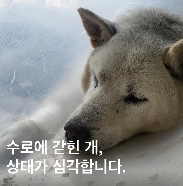 수로에 갇힌 개, 상태가 심각합니다. 현장 사진