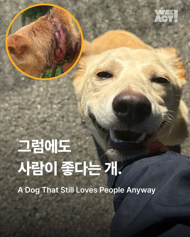 그럼에도 사람이 좋다는 개 현장 사진