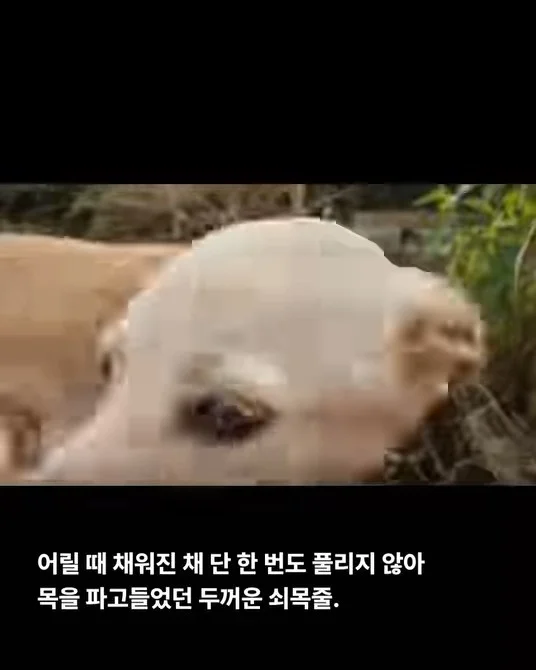 그럼에도 사람이 좋다는 개 현장 사진