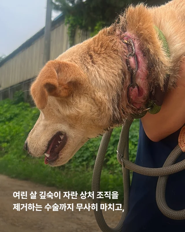 그럼에도 사람이 좋다는 개 현장 사진