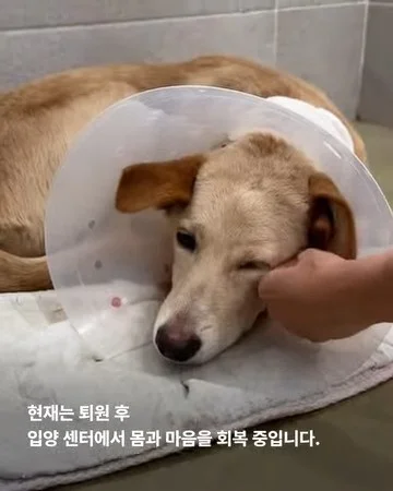 그럼에도 사람이 좋다는 개 현장 사진