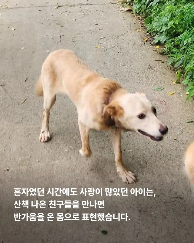 그럼에도 사람이 좋다는 개 현장 사진