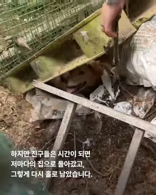 그럼에도 사람이 좋다는 개 현장 사진