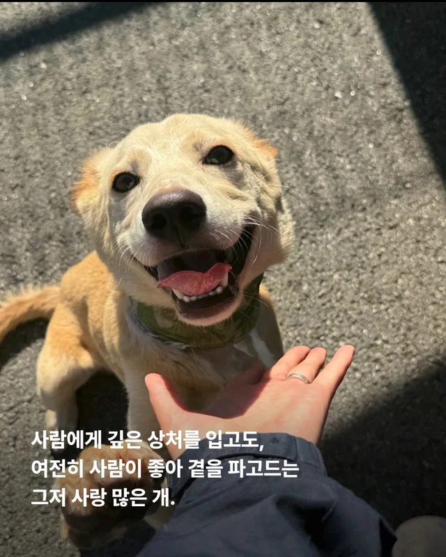 그럼에도 사람이 좋다는 개 현장 사진
