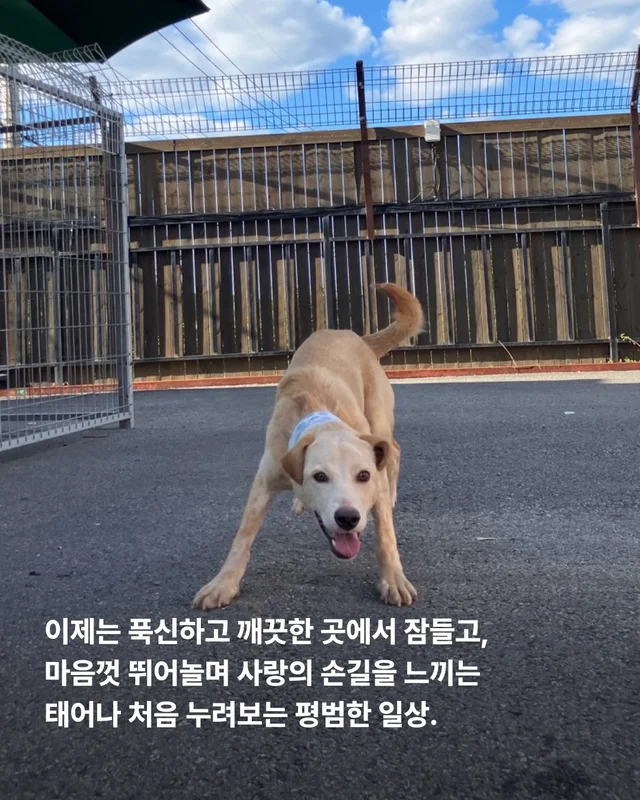 그럼에도 사람이 좋다는 개 현장 사진