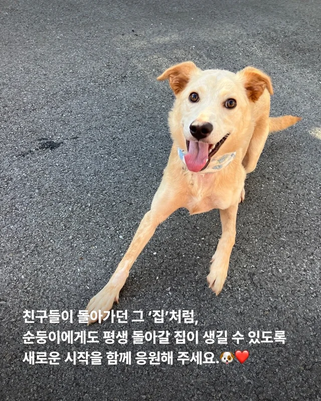 그럼에도 사람이 좋다는 개 현장 사진