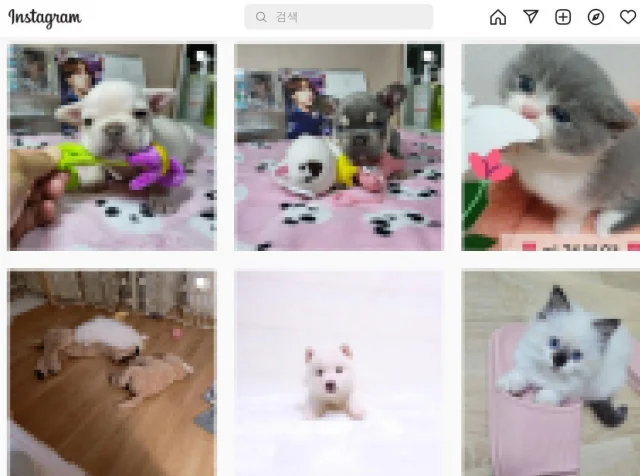 몸집은 절반, 온몸 피부병…가정 분양견 '충격현.. 보도 사진