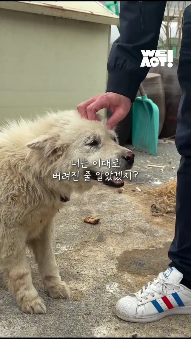 시골 멍멍이 팔자 고친 썰 현장 사진