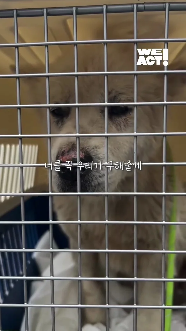 시골 멍멍이 팔자 고친 썰 현장 사진